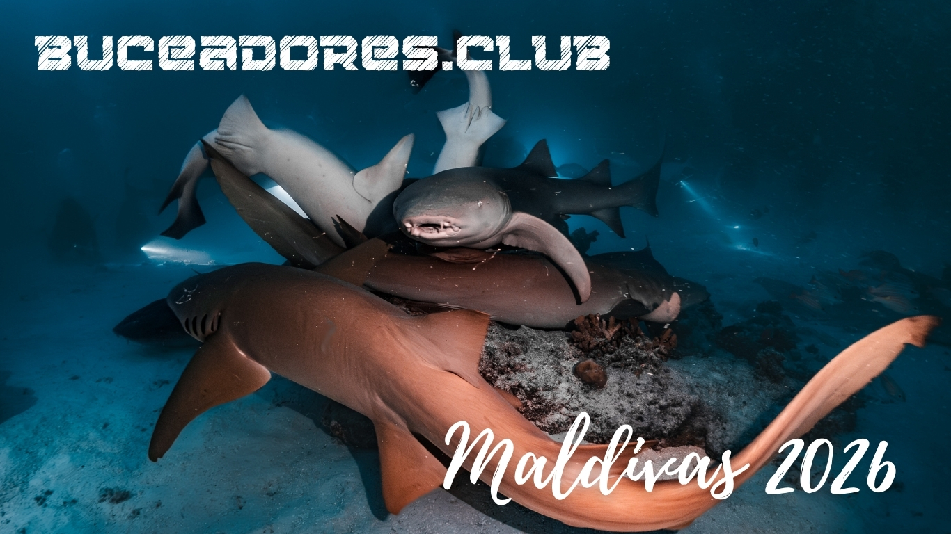 Vente a Maldivas en 2026 con el mejor club de buceo de España