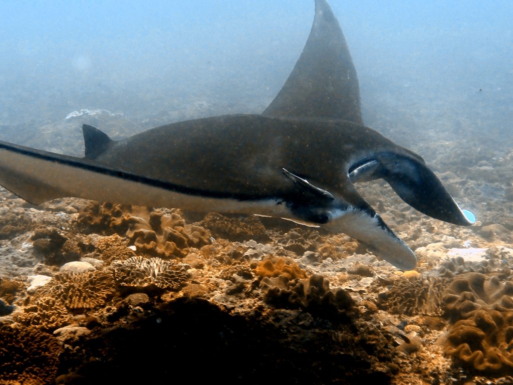 Vente al mejor viaje a Bali de 2026 con el mejor club de buceo de españa