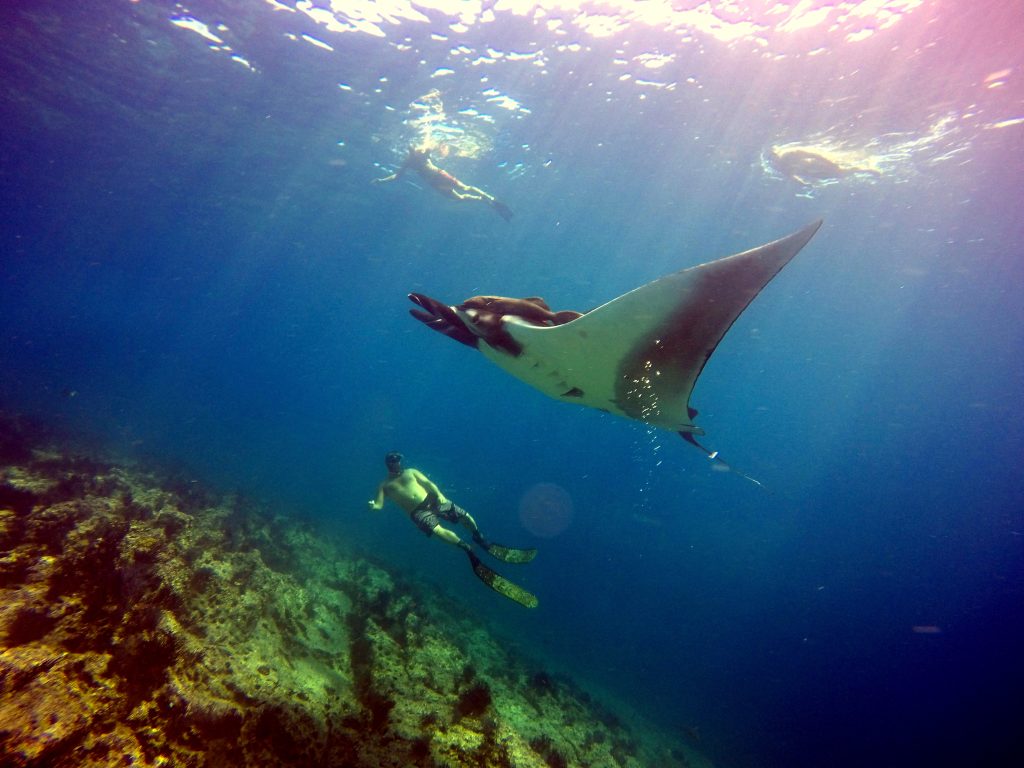 Mantarraya en La Reina, Baja California Sur