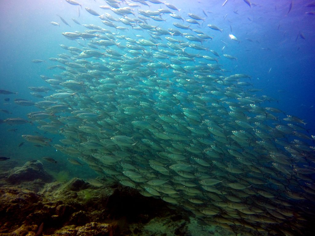 Banco de peces en el arrecife Swanne que visitaremos en nuestro viaje con buceadores.club