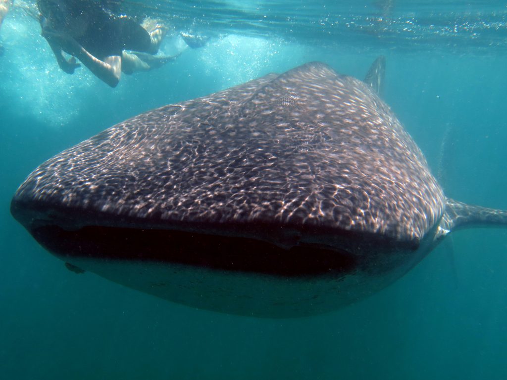 Buceo con tiburón ballena en Baja California