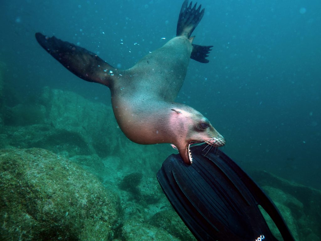 Ven a ver lobos marinos al Mar de Cortés con Buceadores.club el mejor club de buceo 