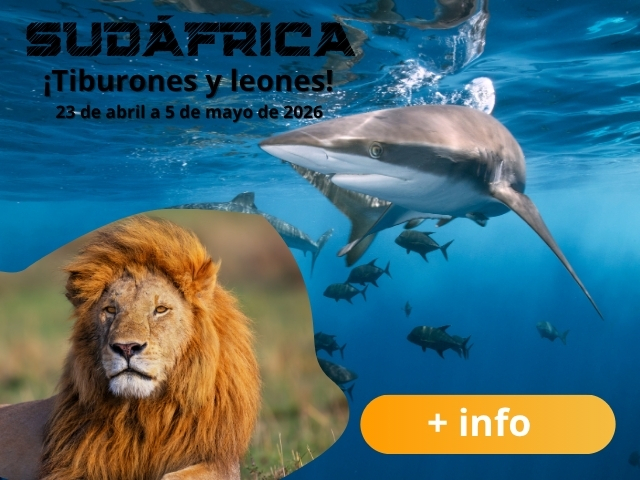 Viaje de buceo a Sudáfrica con el mejor club de buceo de España.