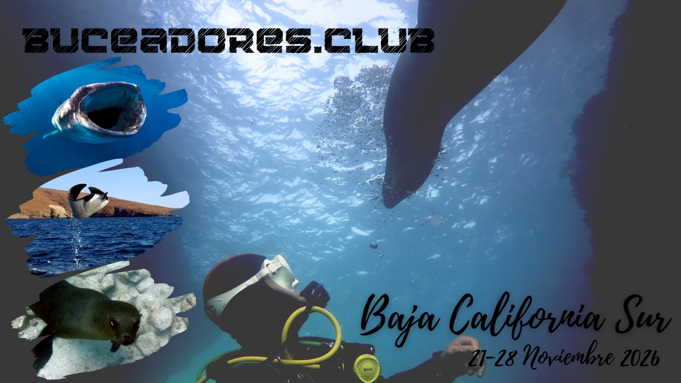 El mejor viaje de buceo a Baja California en 2026 con el mejor club de buceo de España