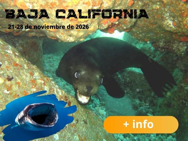 Viaje de buceo a Baja California Sur con el mejor club de buceo de España