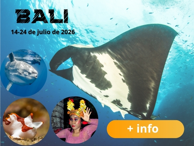 Viaje de buceo a Bali con el mejor club de buceo de España