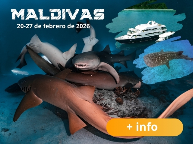Viaje a Maldivas en 2026 con el mejor club de buceo de España