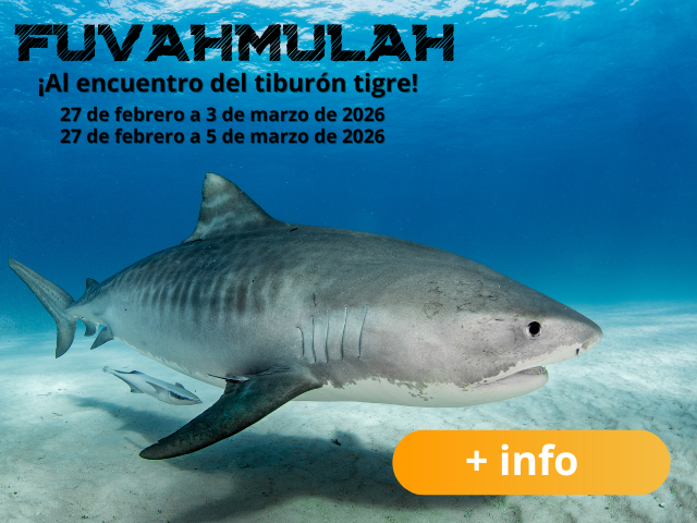 El mejor viaje a Fuvahmulah de 2026 con el mejor club de buceo de Madrid