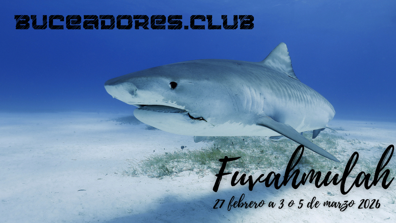 Vente a ver tiburones tigre a Fuvahmulah en Maldivas con el mejor club de buceo de España
