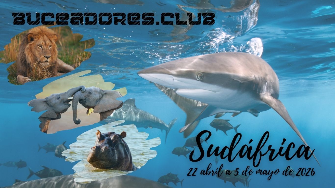 Viaja a Sudafrica en 2026 con el mejor club de buceo de España