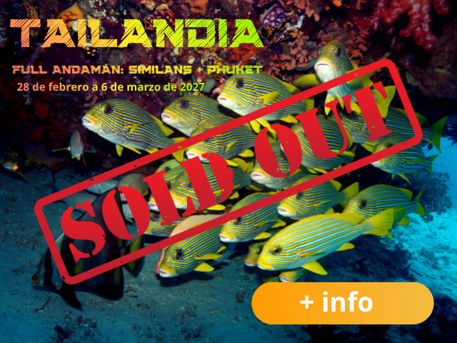 Viaje a Tailandia con el mejor club de buceo de España. 
