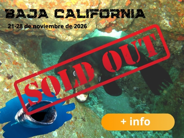 El mejor viaje de buceo a Baja California Sur con el mejor club de buceo de España